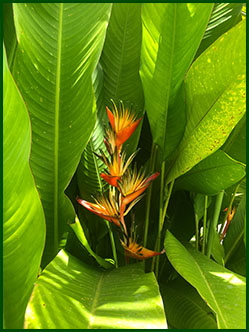 palulu