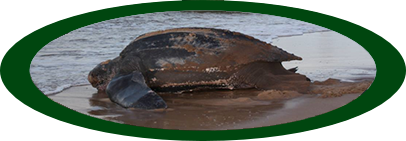 Schildpadden