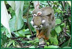 monkeys