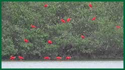red ibis