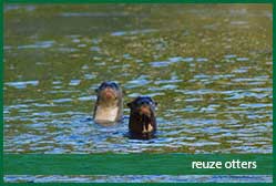 reuze otters