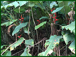 palulu