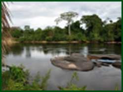 Suriname rivier