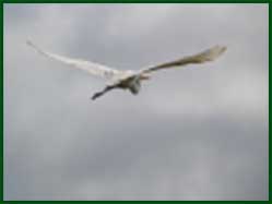 reiger
